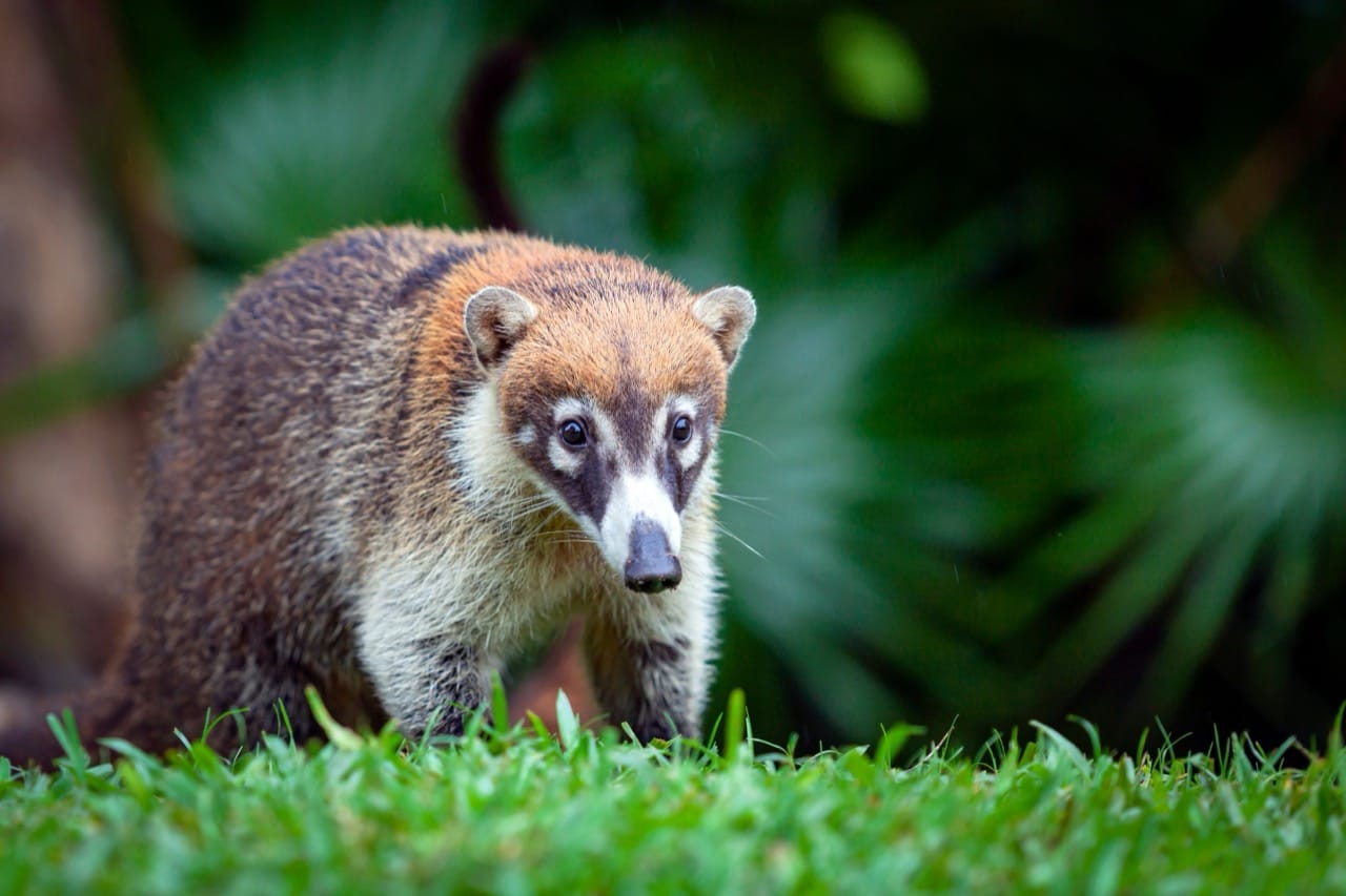 The Charismatic Coati: A Whiskered Wanderer