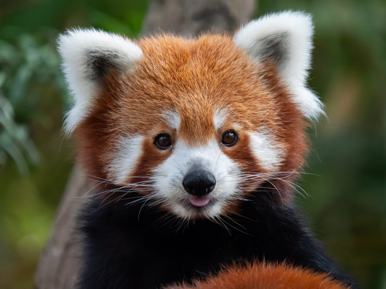 The Enchanting Enigma: The Red Panda