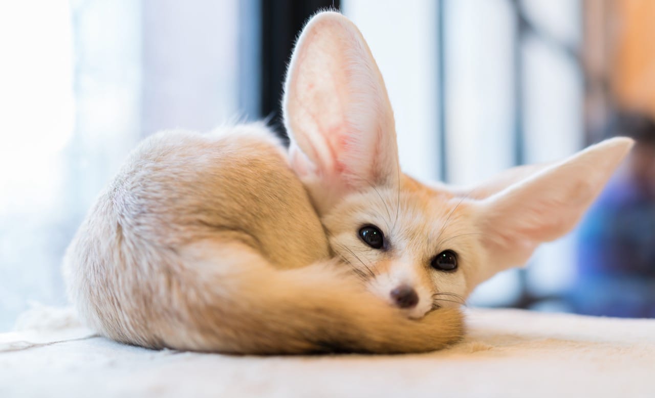 The Desert's Whimsical Whisperer: The Fennec Fox