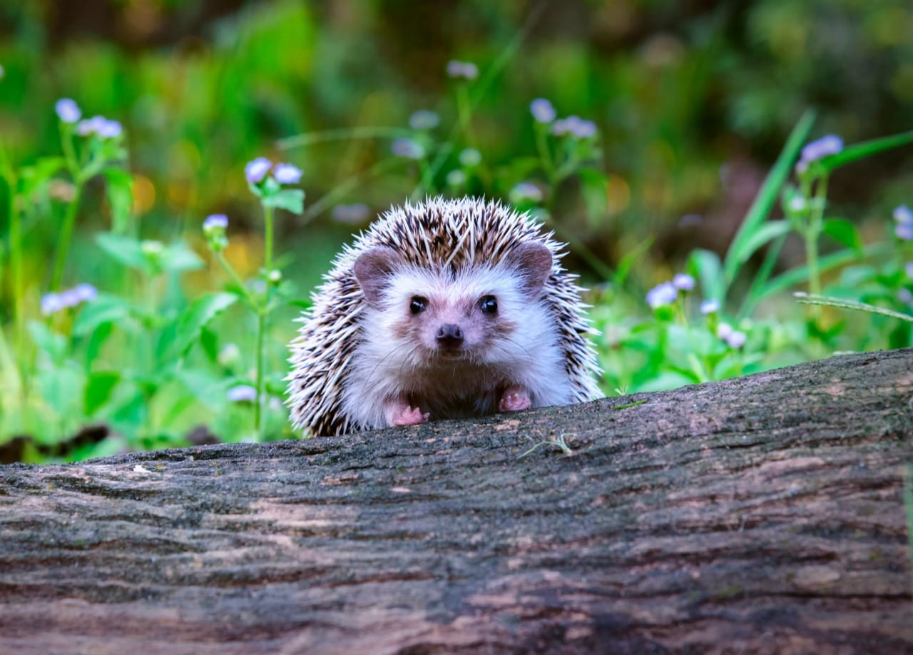The Enchanting World of Hedgehogs: A Prickly Tale