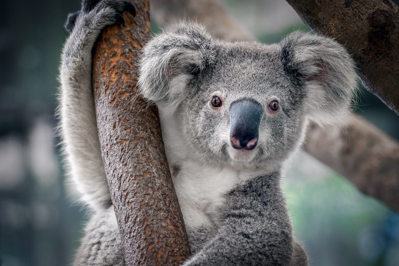 The Koala: Nature's Sleepy Arboreal Hugger