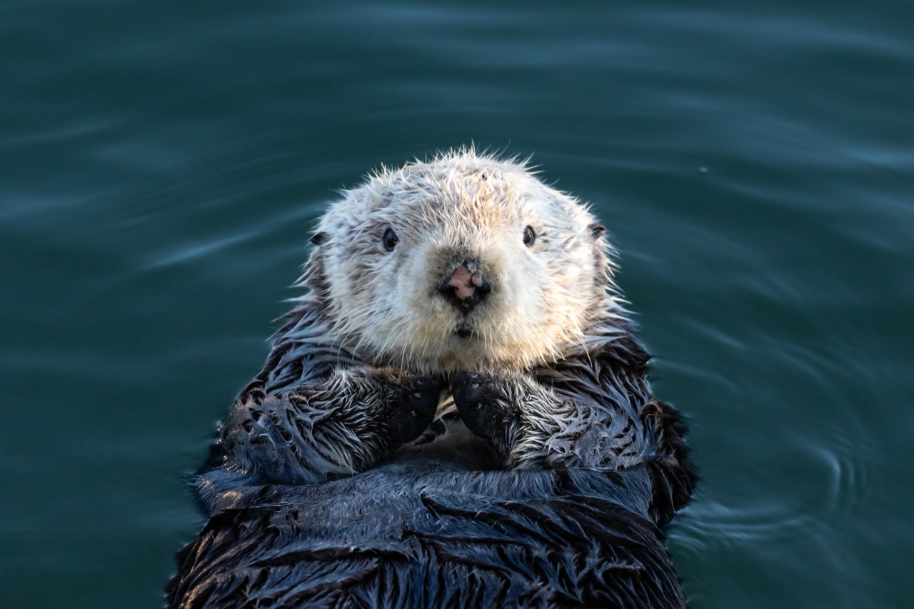 The Sea Otter: An Aquatic Marvel of Fur and Frolic
