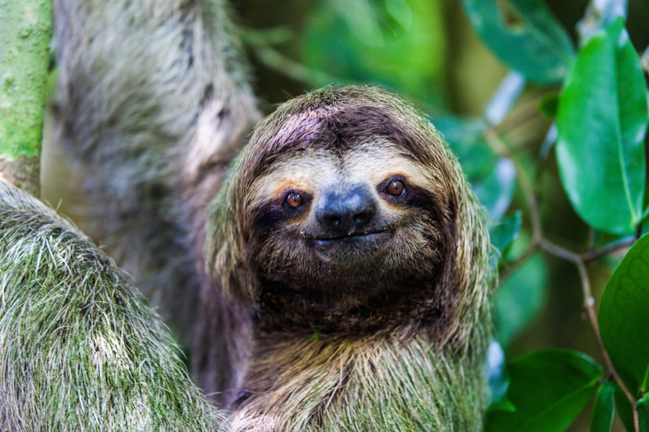 The Sloth: Nature's Deliberate Dreamer