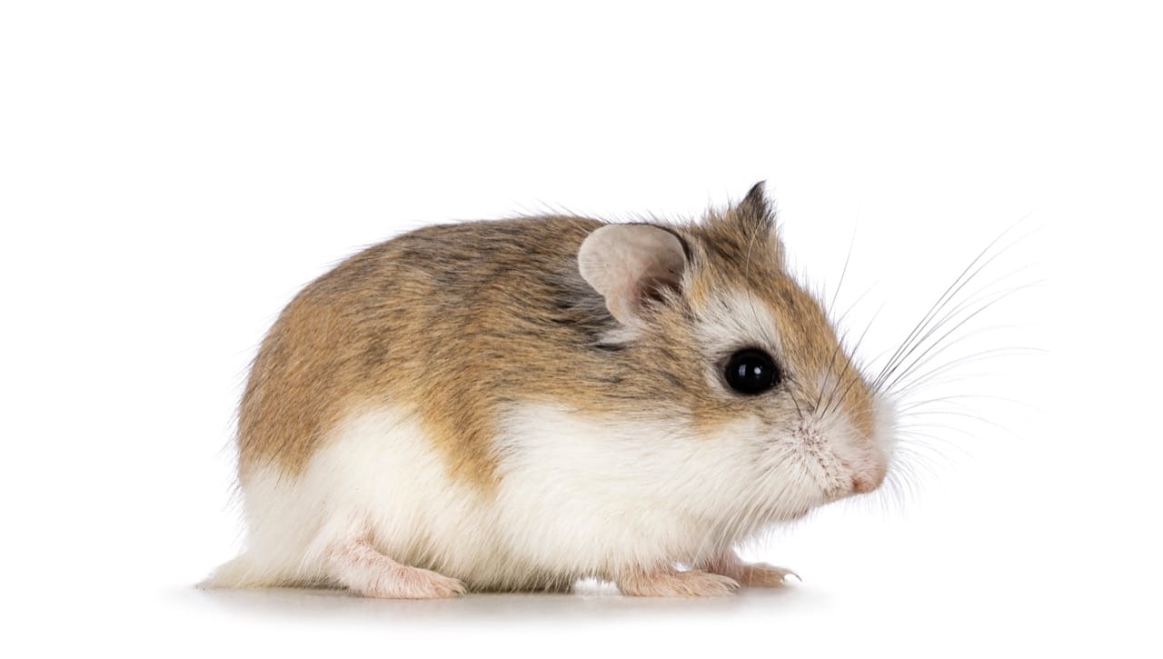The Enchanting World of the Dwarf Hamster: Tiny Paws and Big Hearts
