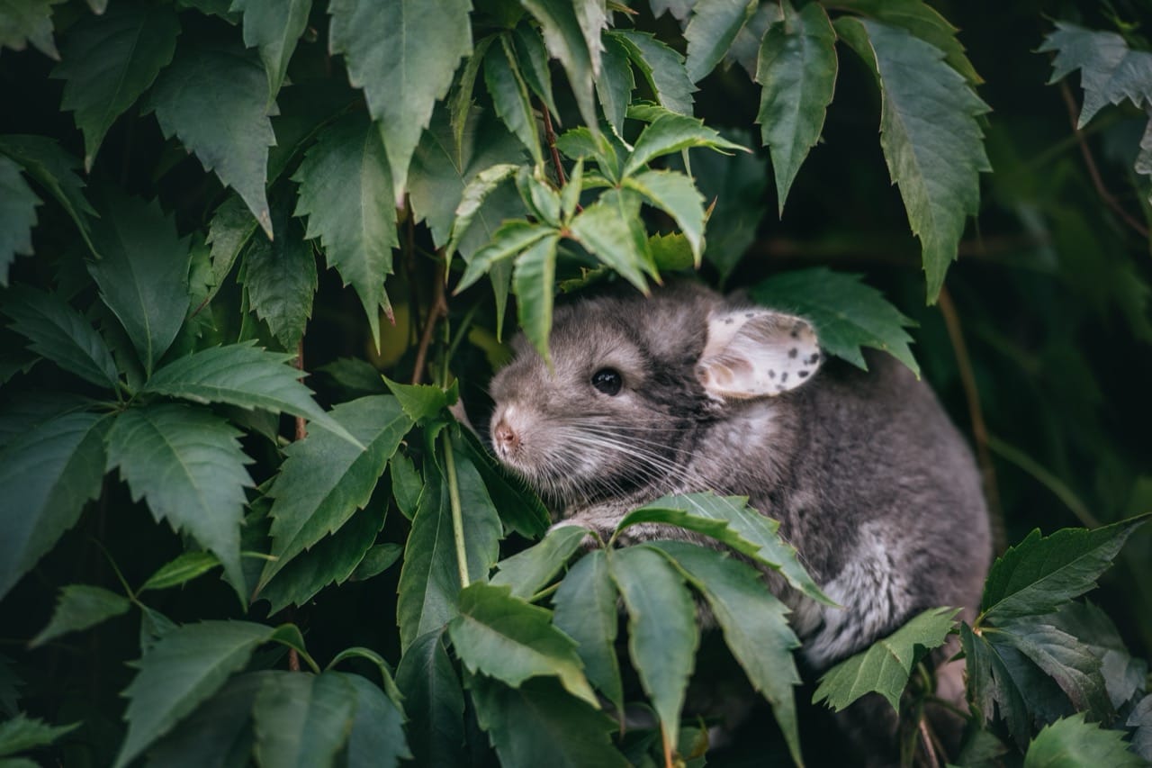 Chinchillas: The Velvety Treasures of the Andes