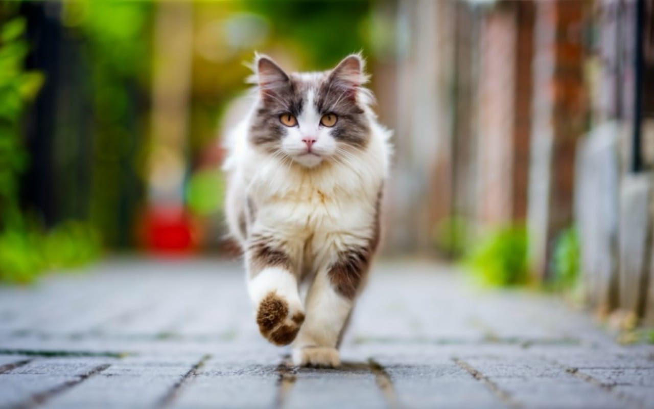 The Ragdoll Cat: The Gentle Giants of the Feline World