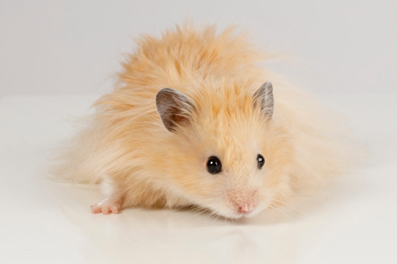 The Delightful World of Syrian Dwarf Hamsters: A Complete Care Guide