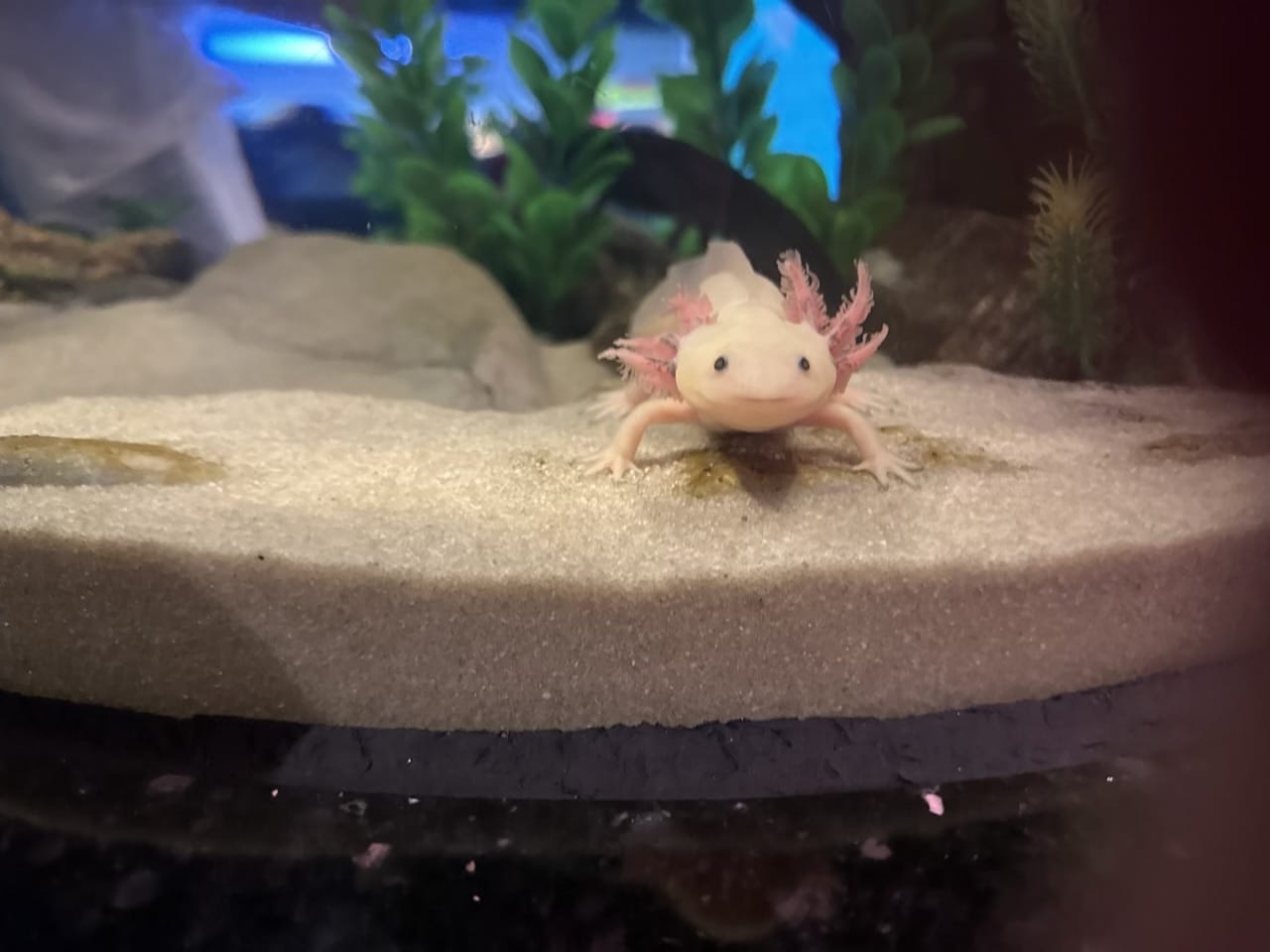 Ultimate Care Guide for Axolotls: Your Underwater Companion