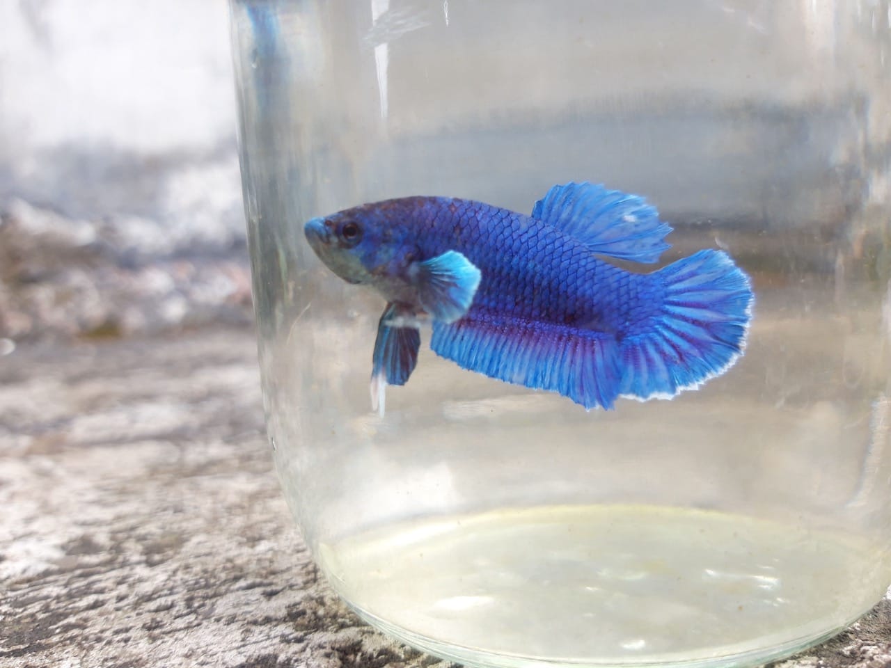 The Ultimate Betta Fish Care Guide: Brightening Your Aquarium