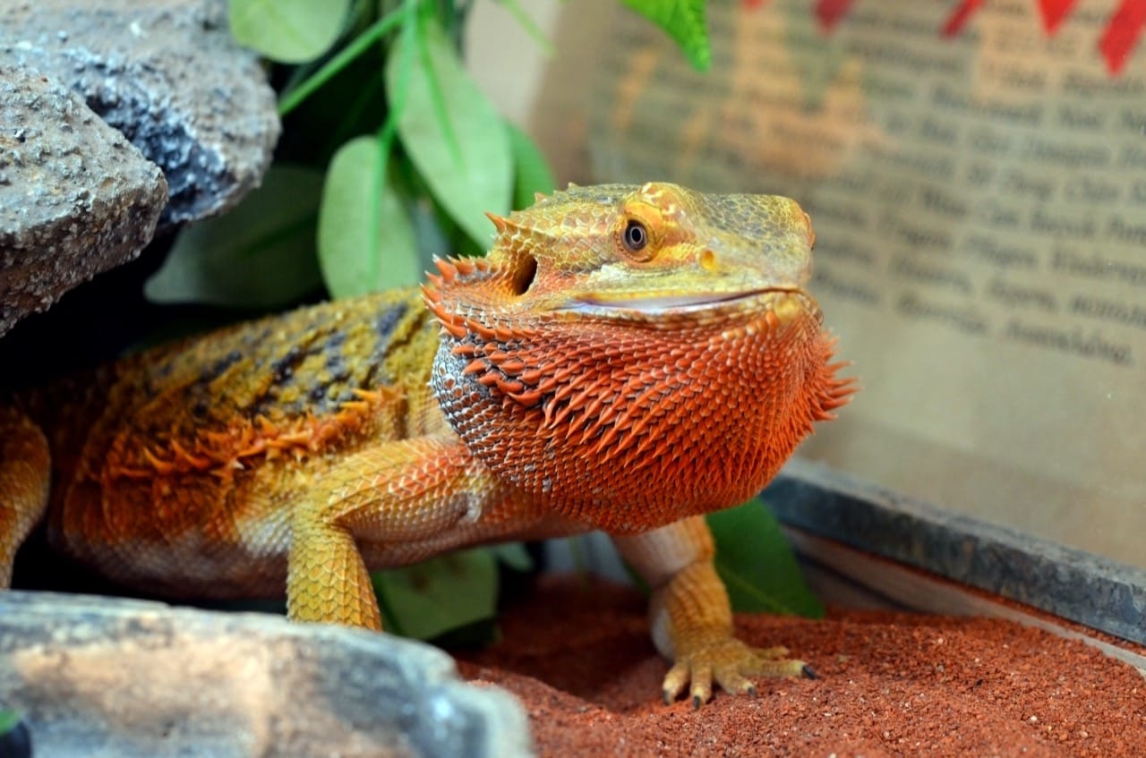 Comprehensive Care Guide for Bearded Dragons: The Friendly Reptiles
