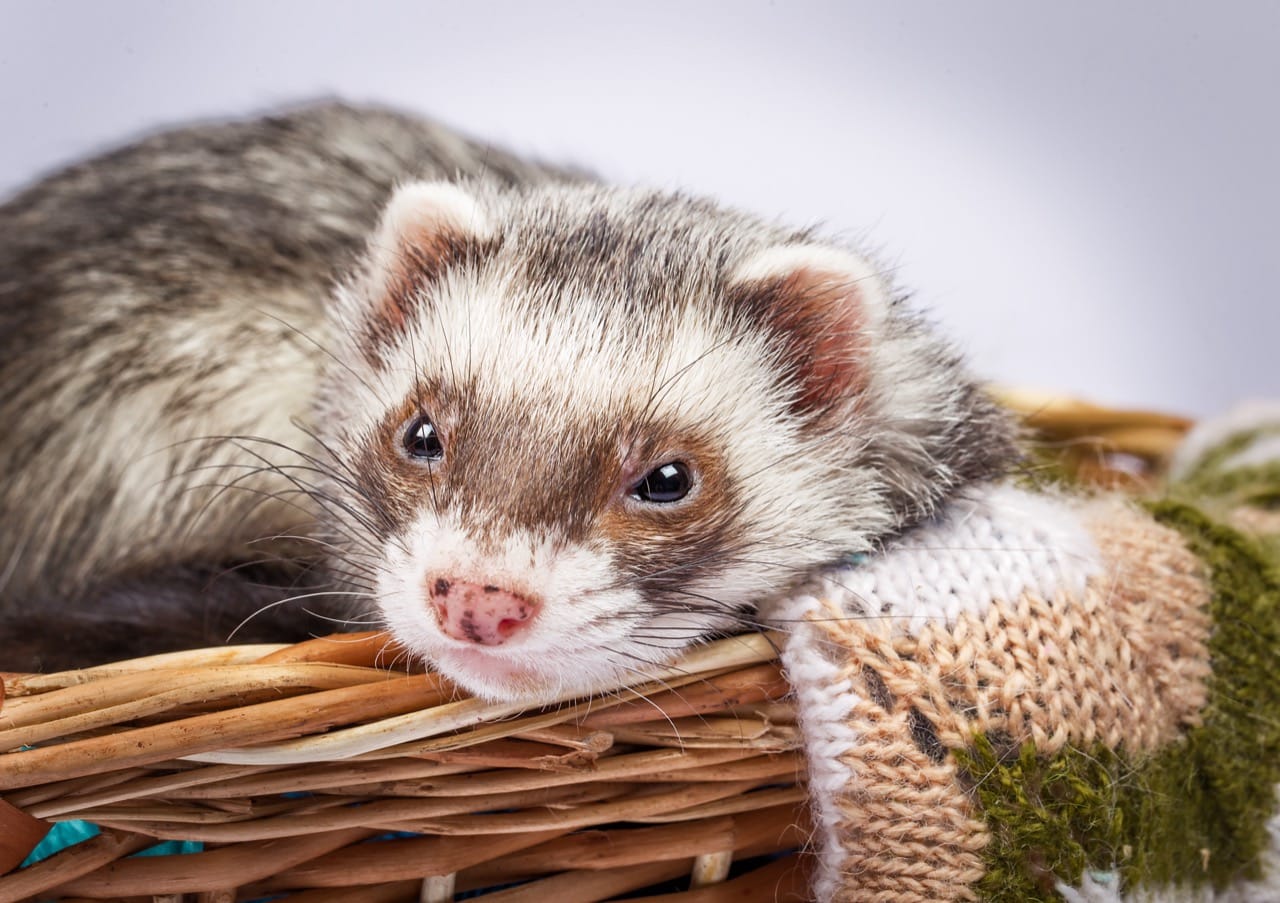The Ultimate Ferret Care Manual: From Playful Partners to Curious Co-habitants