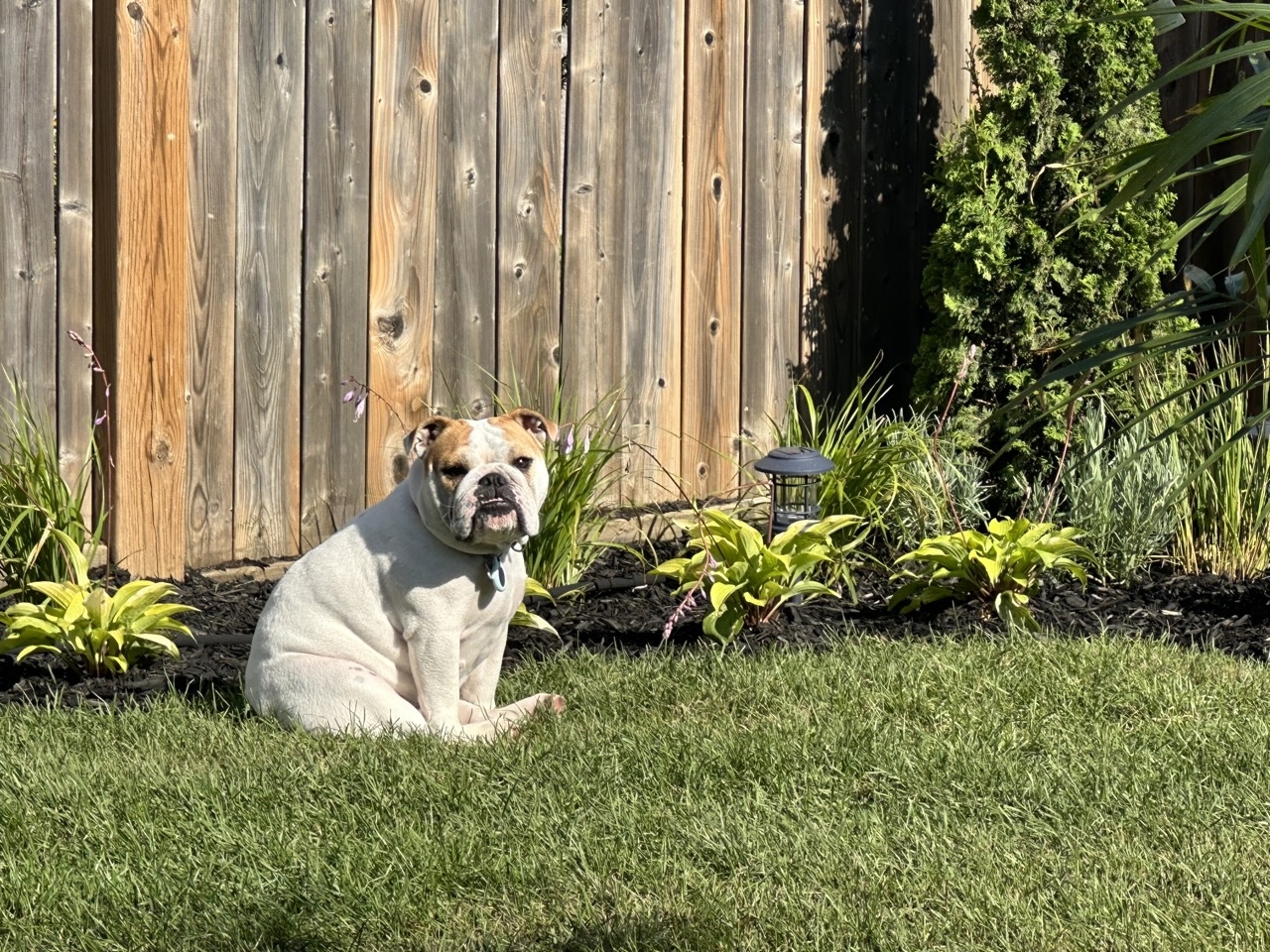 The Ultimate Guide to Caring for Your English Bulldog: Woofs, Wags, and Everything in Between