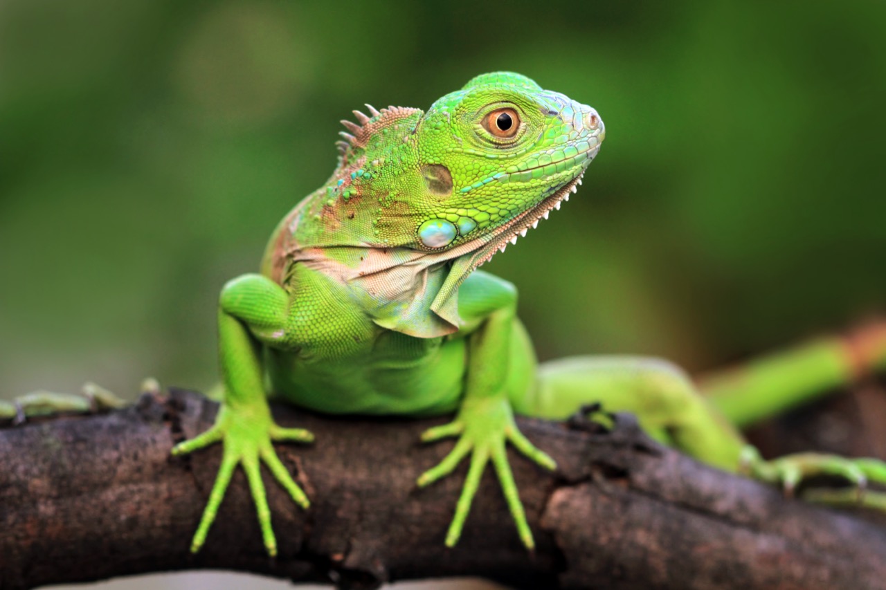 The Essential Iguana Care Handbook: Ensuring Your Scaly Friend Thrives
