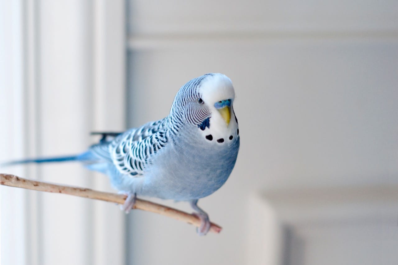 The Ultimate Budgie Care Manual: From Feathers to Feed