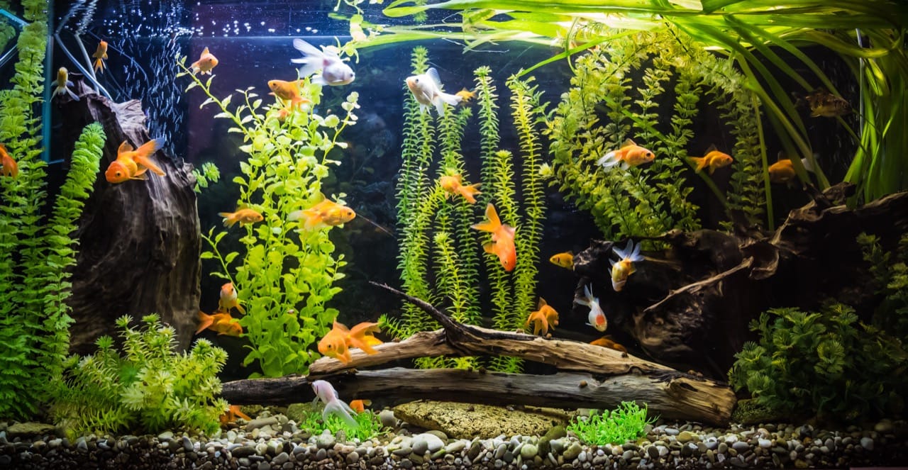 Your Guide to Goldfish Care: From Bowl to Healthy Glow