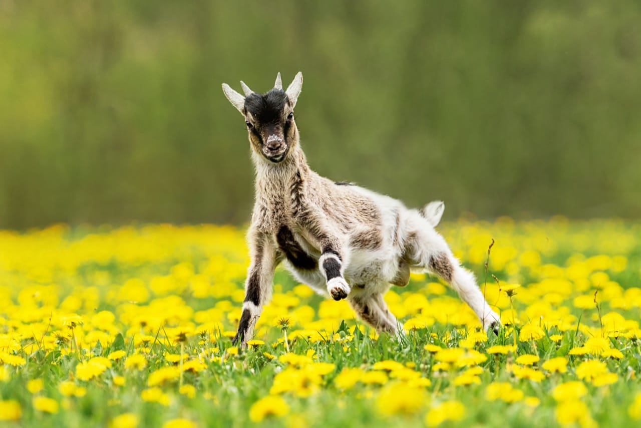 The Charming World of Pygmy Goats: A Comprehensive Care and Information Guide