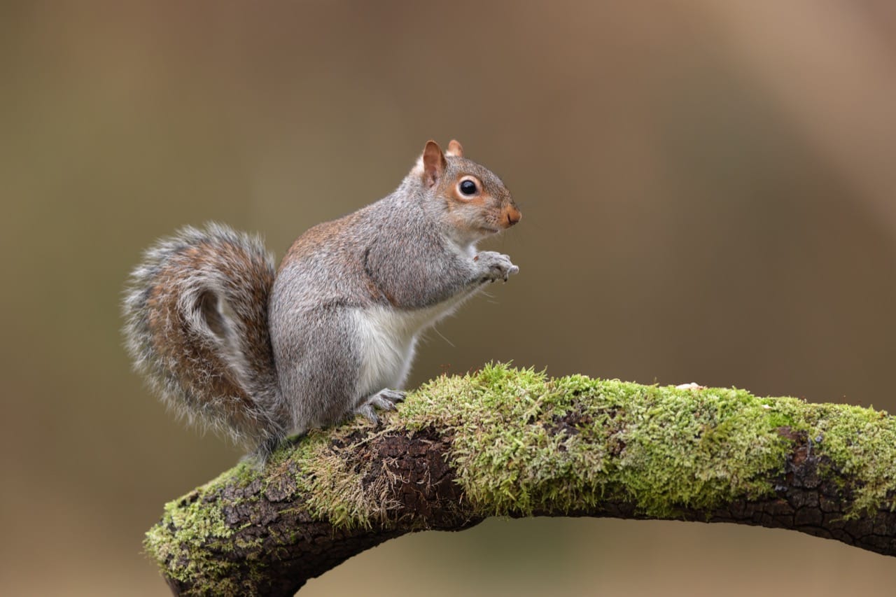 A Closer Look at the Eastern Gray Squirrel: Nature's Acrobatic Forager