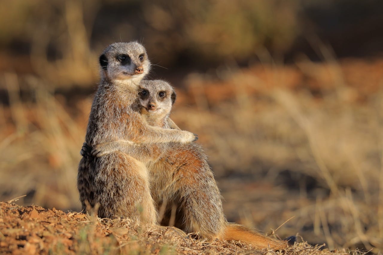 The Marvelous World of Meerkats: A Deep Dive