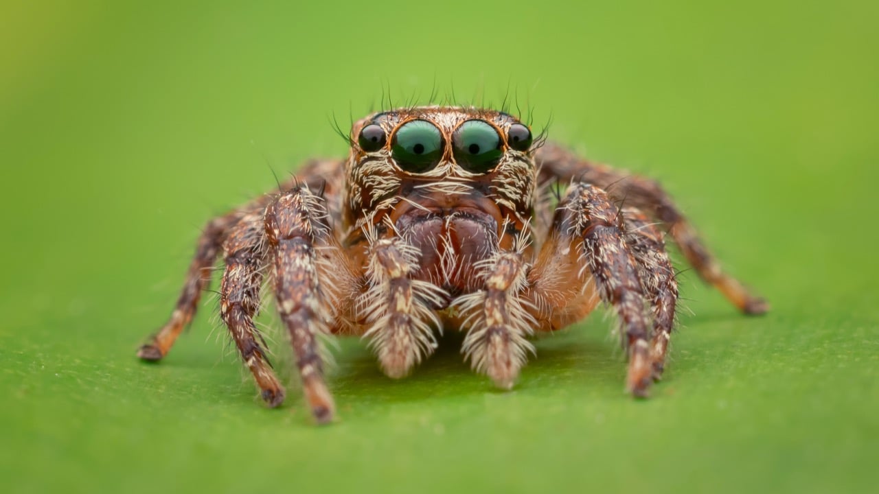 Let's see how much you know about spiders with this quiz