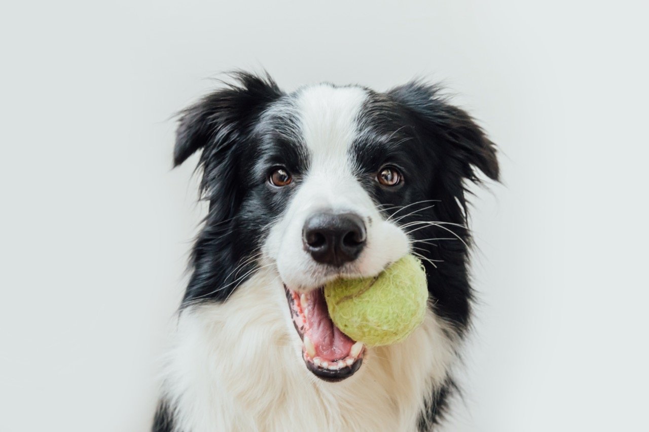 Border Collie Trivia: How Well Do You Know These Intelligent Dogs?