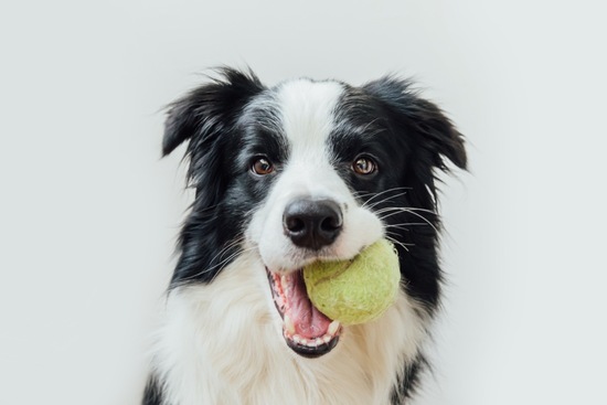 Border Collie Trivia: How Well Do You Know These Intelligent Dogs?