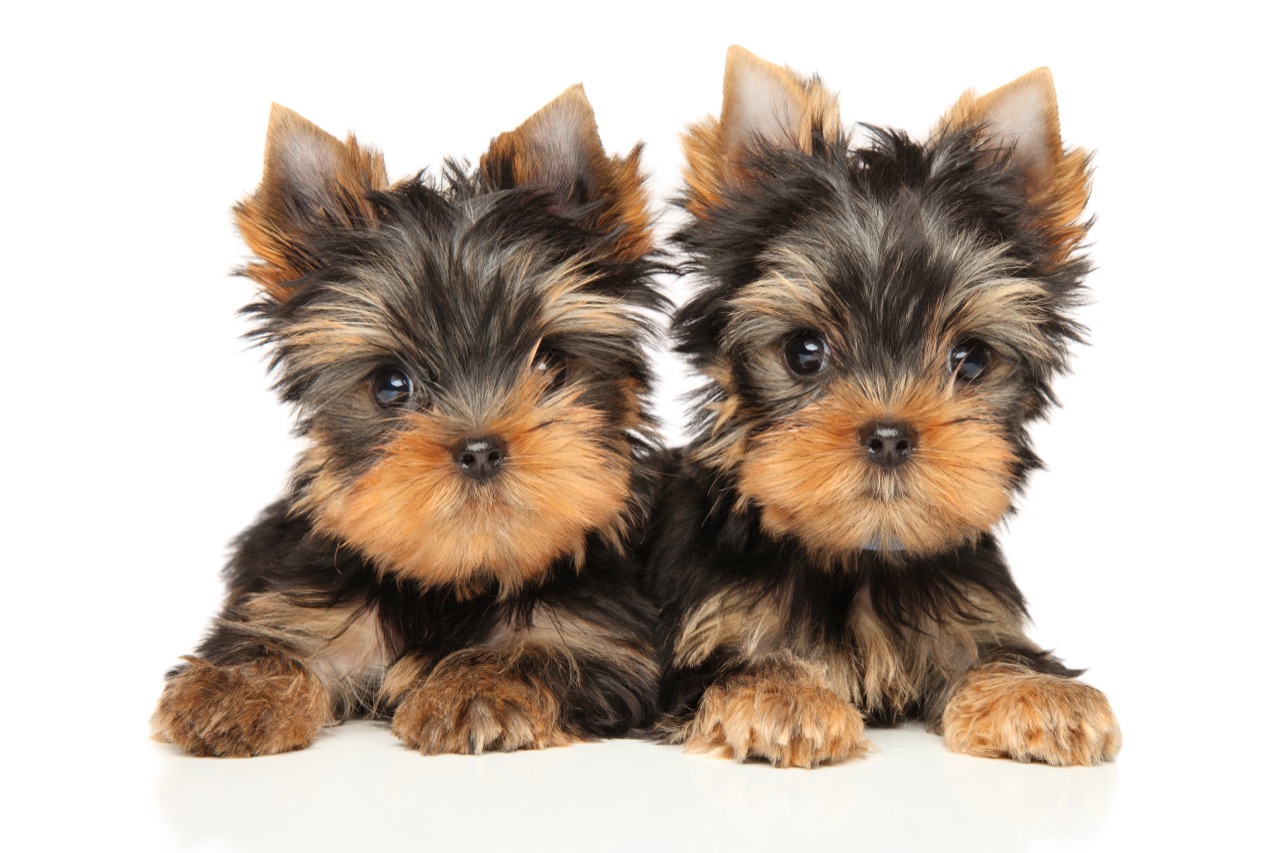 Yorkshire Terrier Trivia: How Well Do You Know the Yorkie Breed?