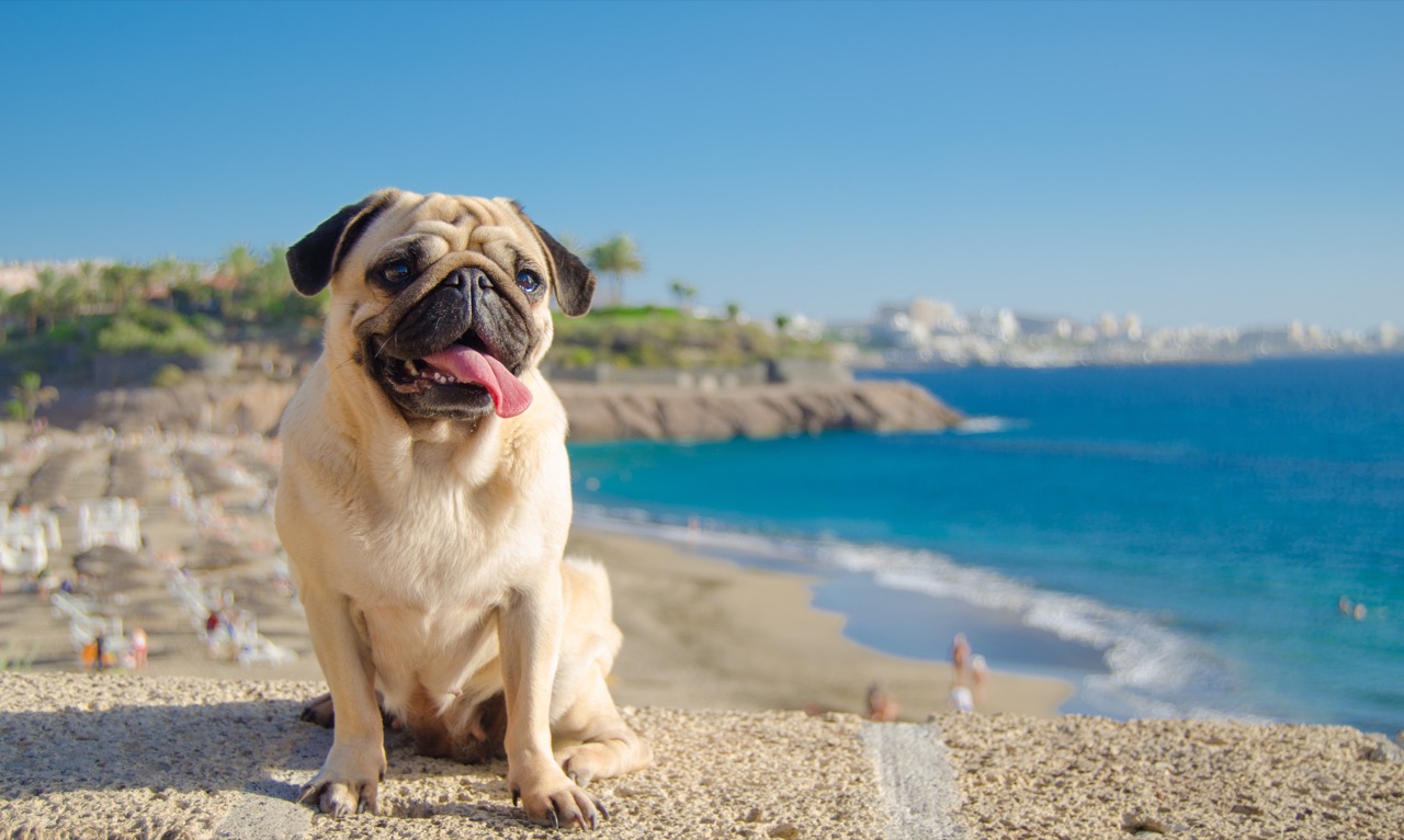 Pug Quiz: Test Your Knowledge on this Adorable Breed!