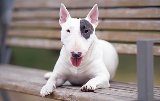 Bull Terrier Trivia: How well do you know this beloved breed?