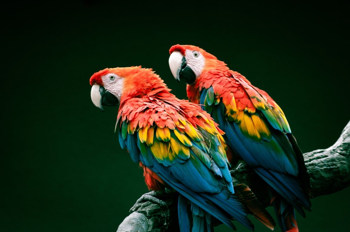 Squawk-tastic Parrot Trivia: Test Your Avian Knowledge