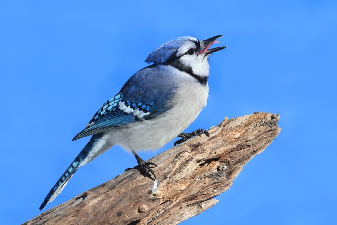 Blue Jay Bonanza: A Feather-Filled Trivia Quiz