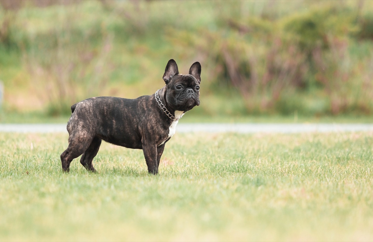 French Bulldog Fun Facts: A Paws-itively Delightful Mini Quiz!