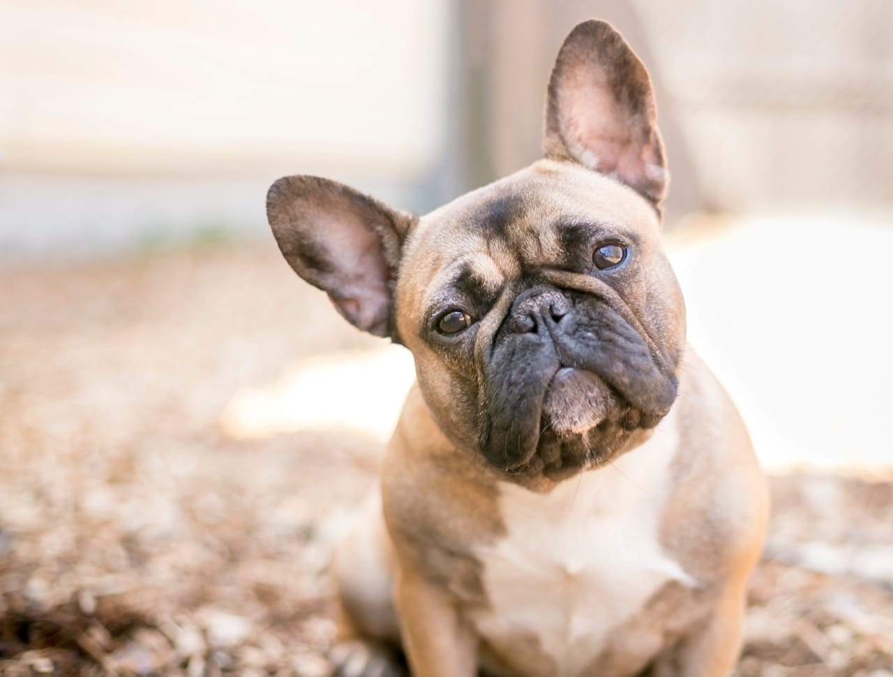 French Bulldogs: The Adorable Companions Quiz