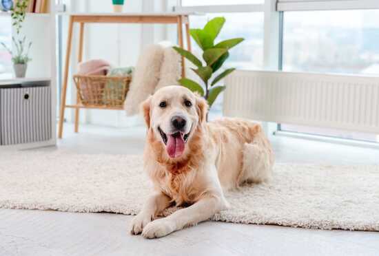 Golden Retrievers: A Pawsome Quiz about Our Lovable Canine Companions