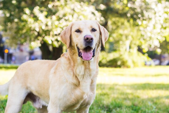 Labrador Retrievers: Unleashing their History, Traits, and Popularity - A Comprehensive Quiz