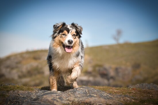 Australian Shepherds: The Ultimate Breed Knowledge Quiz