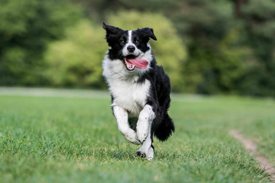 Border Collie Brainiacs: Test your Knowledge on These Brilliant Canines!