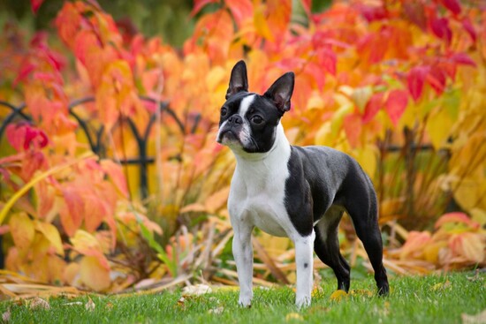 Unleash Your Knowledge: The Ultimate Boston Terrier Trivia Quiz