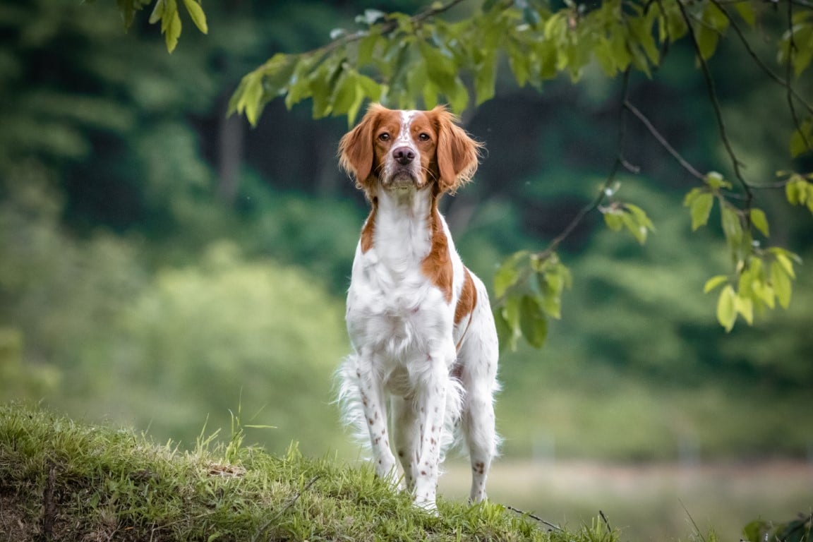 Brittany Breed Bonanza: Test Your Knowledge on these Beautiful Canines!