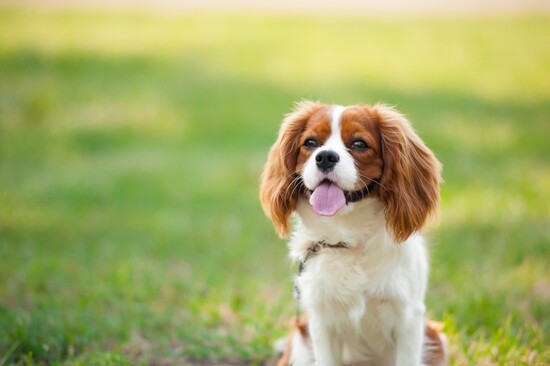 Cavalier King Charles Spaniels: A Royal Canine Quiz