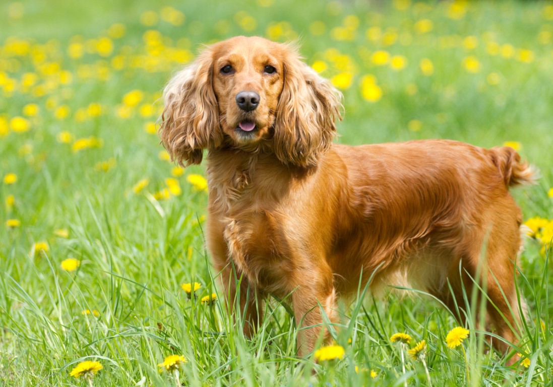 Cocker Spaniels: An In-Depth Knowledge Test