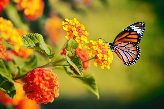How Well Do You Know Flowers?