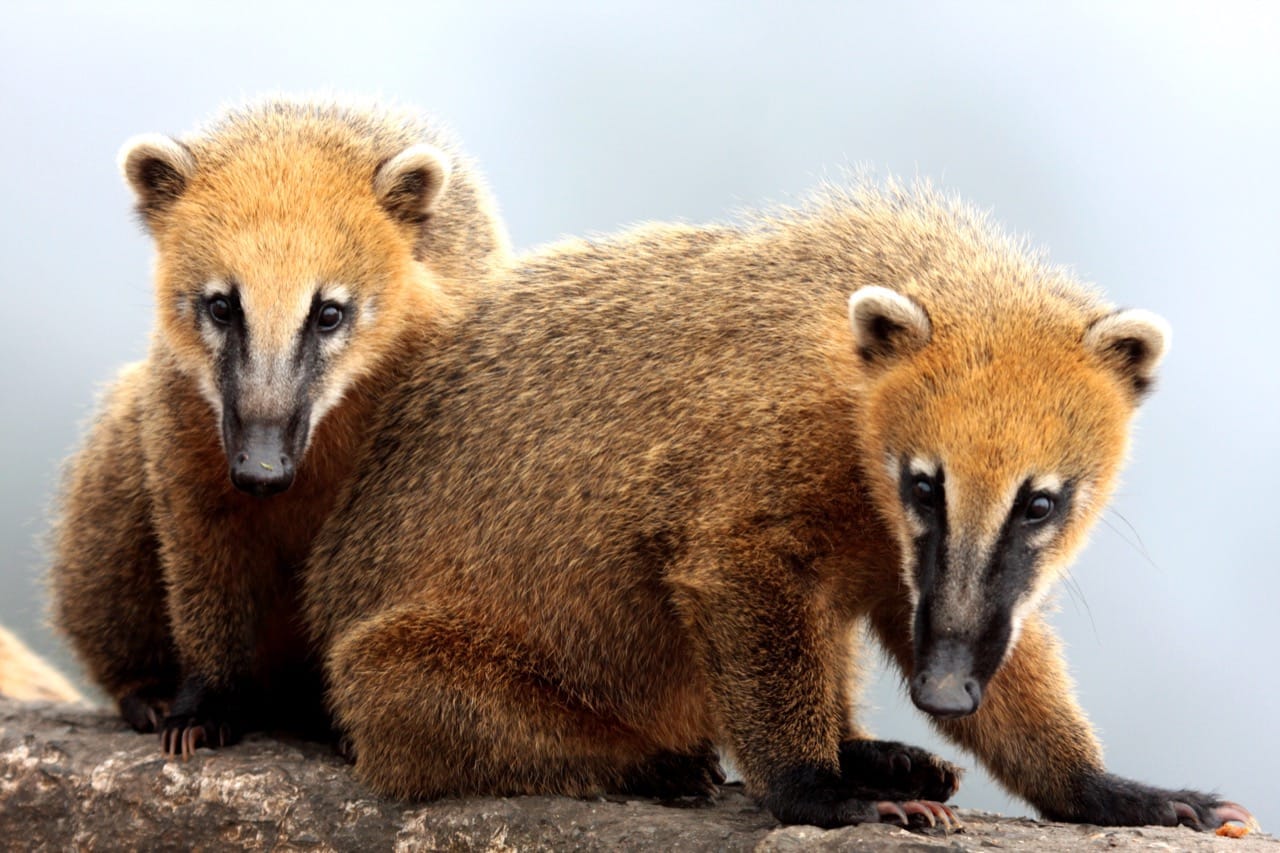 Coati Quiz: Test Your Knowledge of These Fascinating Mammals!