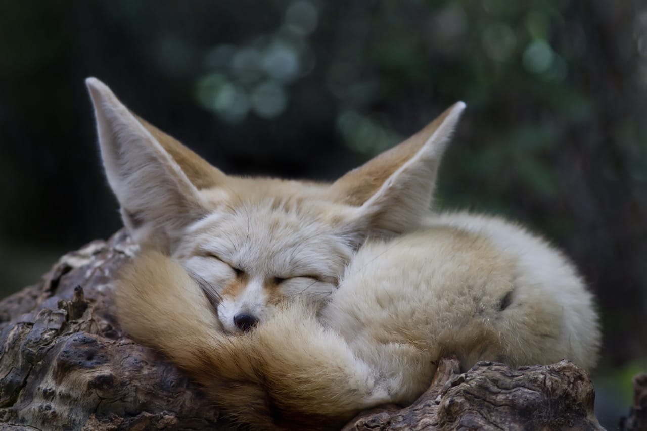 Fennec Foxes: Masters of Desert Survival