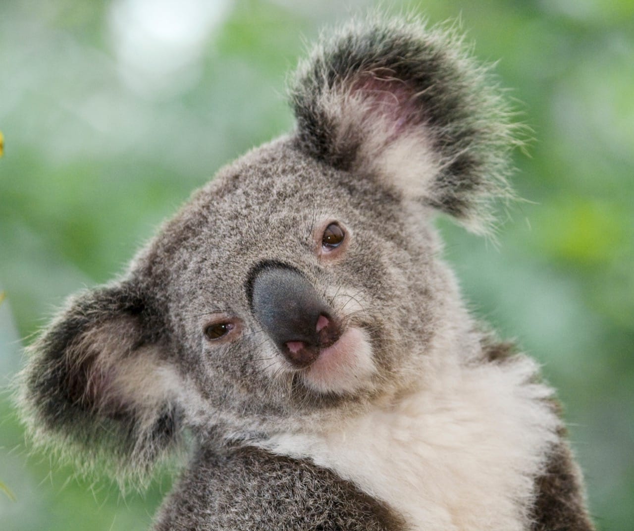 Koalas: Australia's Eucalyptus Lovers