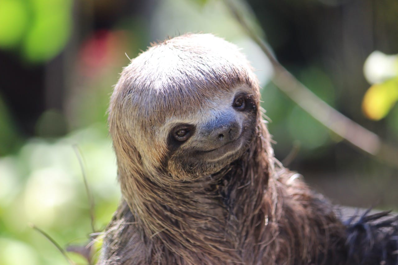 Sloth: The Slow-Moving Marvels Quiz