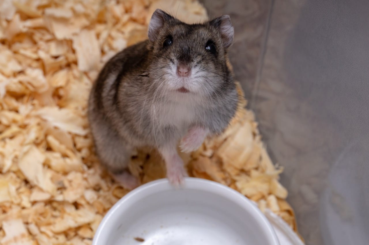 Dwarf Hamster Facts and Care: A Quiz