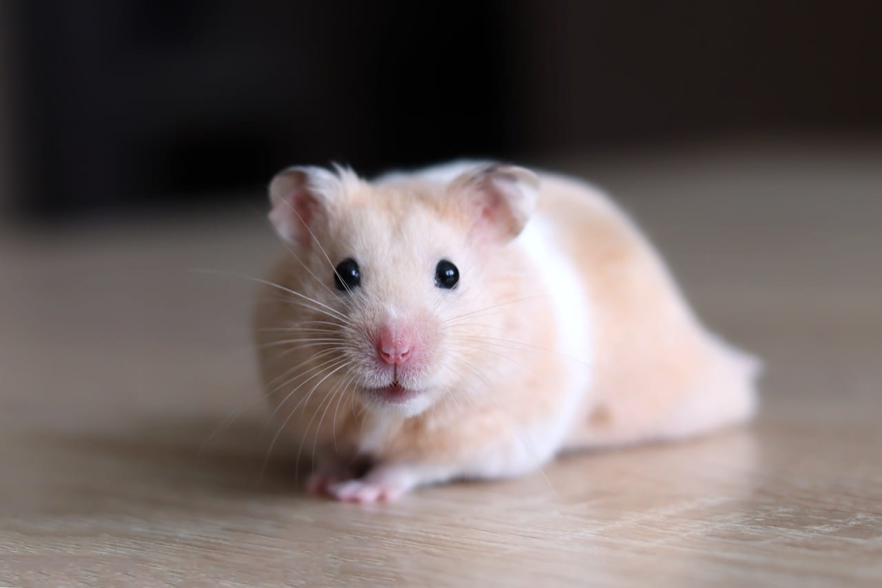 Exploring the Tiny World: A Quiz on Syrian Dwarf Hamsters