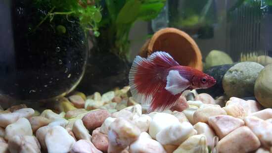 Betta Fish: Mastery Quiz - Understanding the Siamese Fighting Fish