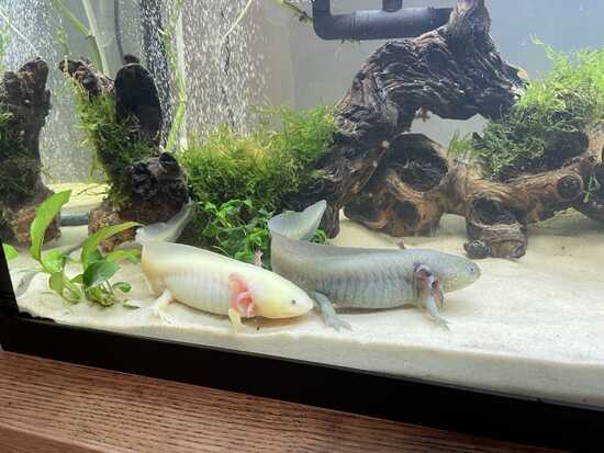 Axolotl Mysteries: Unveiling the Secrets of the Water Dragon