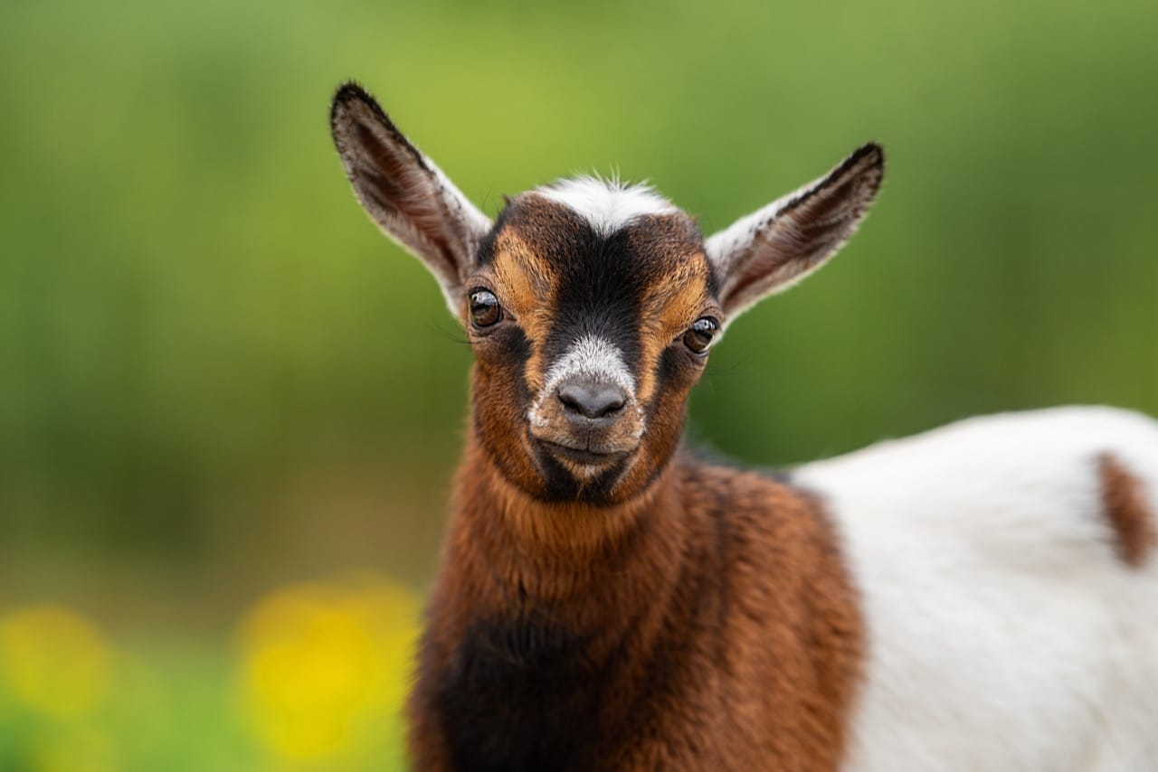 Understanding Pygmy Goats: A Comprehensive Quiz